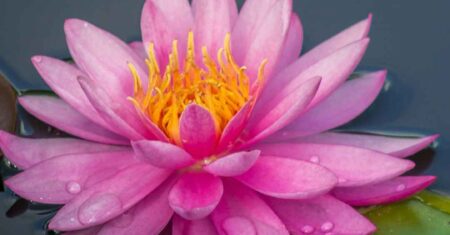 Flor de Lótus e seu significado: Um símbolo mundial