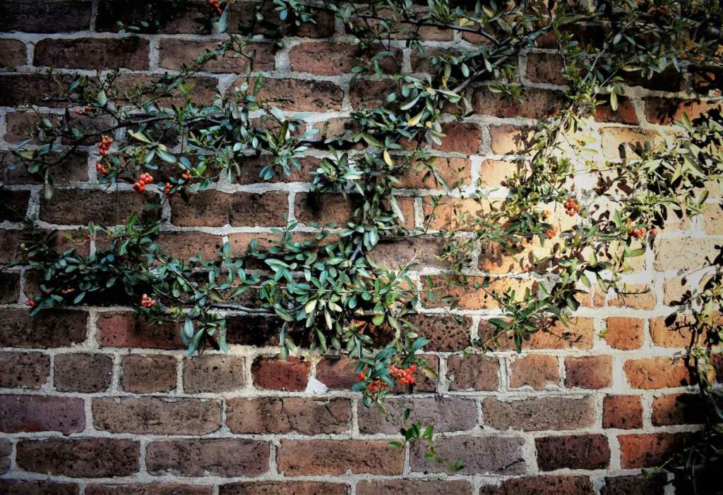 Aprendi da pior forma que não se planta trepadeira em muro de qualquer jeito