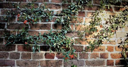 Aprendi da pior forma que não se planta trepadeira em muro de qualquer jeito