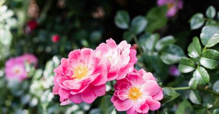 Eu errei feio com flores no jardim, mas aprendi a cuidar como nunca