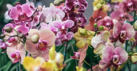 O replantar orquídeas que mudou tudo: o erro bobo que quase matei minha flor favorita