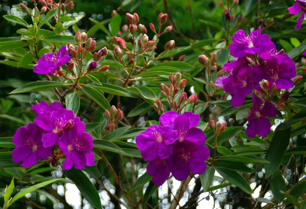 Close-up de flores roxas da Tibouchina urvilleana (manacá-da-serra) em meio a folhas verdes, com botões florais ao fundo.